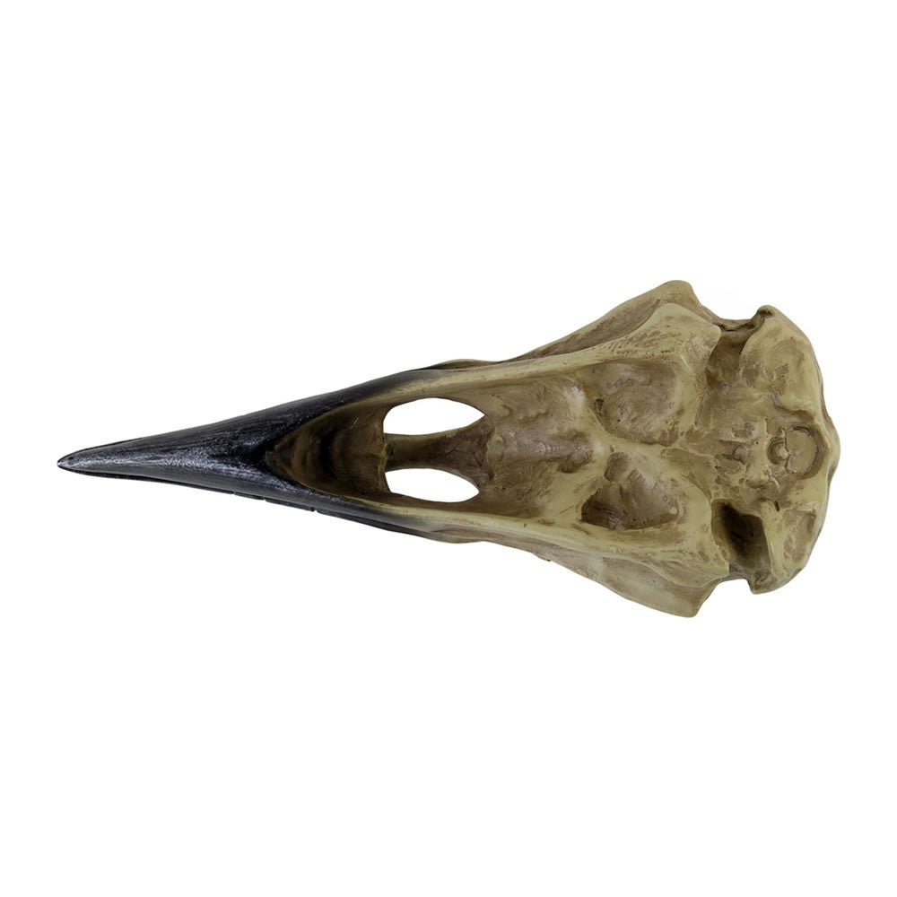 Corvus Alchemia Skull - Angel's House of Design Co.