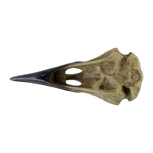 Corvus Alchemia Skull - Angel's House of Design Co.
